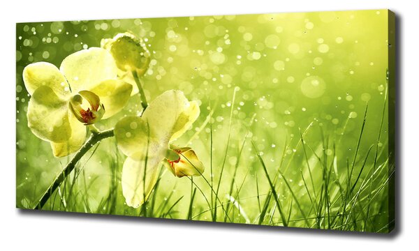 Foto obraz na plátně Orchidej oc-79420642