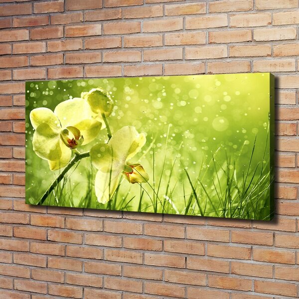 Foto obraz na plátně Orchidej oc-79420642