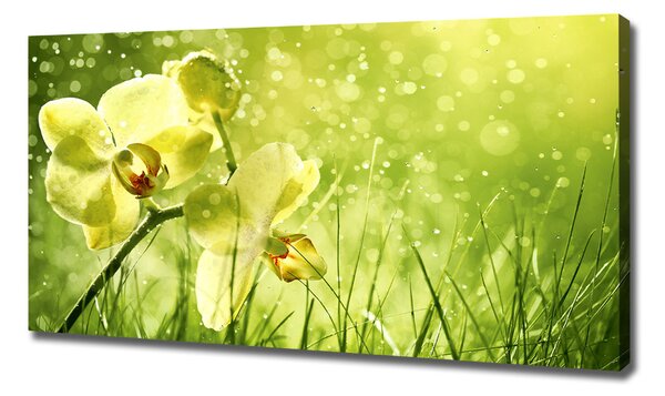 Foto obraz na plátně Orchidej oc-79420642
