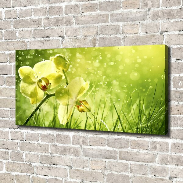 Foto obraz na plátně Orchidej oc-79420642