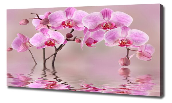 Foto obraz tištěný na plátně Růžová orchidej oc-79883275