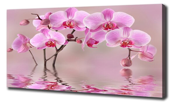 Foto obraz tištěný na plátně Růžová orchidej oc-79883275