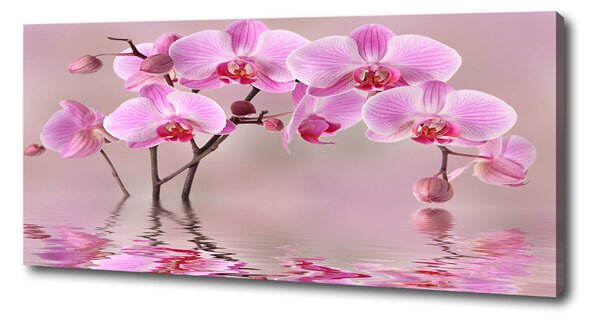 Foto obraz tištěný na plátně Růžová orchidej oc-79883275