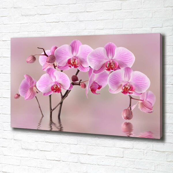Foto obraz tištěný na plátně Růžová orchidej oc-79883275