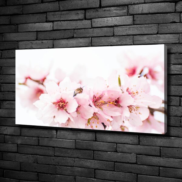 Moderní obraz canvas na rámu Květy višně oc-79943111
