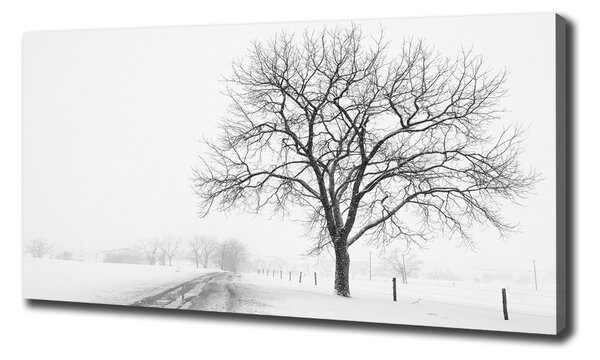 Foto obraz na plátně Strom zima oc-80032038