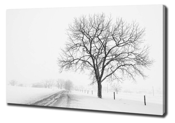 Foto obraz na plátně Strom zima oc-80032038
