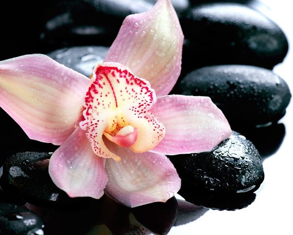 Fototapeta exotická orchidej