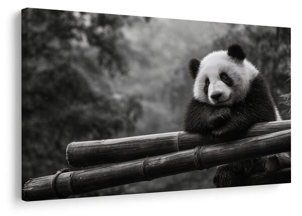 Obraz panda odpočívající na bambusu