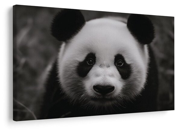 Obraz roztomilá panda v přírodě
