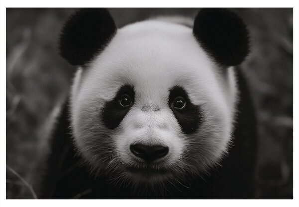 Obraz roztomilá panda v přírodě