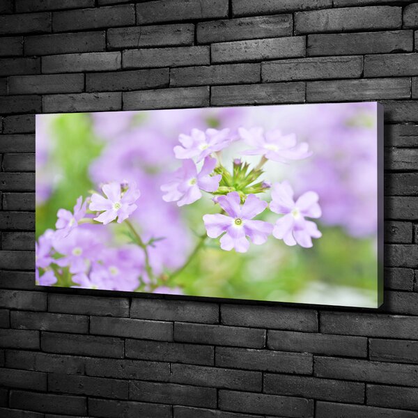 Moderní obraz canvas na rámu Werbena oc-80724437