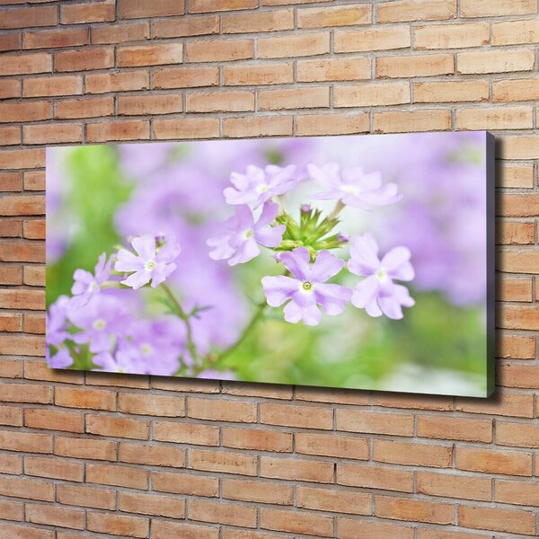 Moderní obraz canvas na rámu Werbena oc-80724437