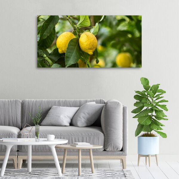 Foto obraz na plátně Citrony na stromě oc-80843787