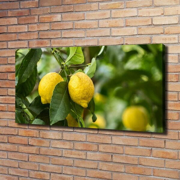 Foto obraz na plátně Citrony na stromě oc-80843787