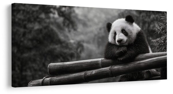 Obraz klidná panda v přírodě