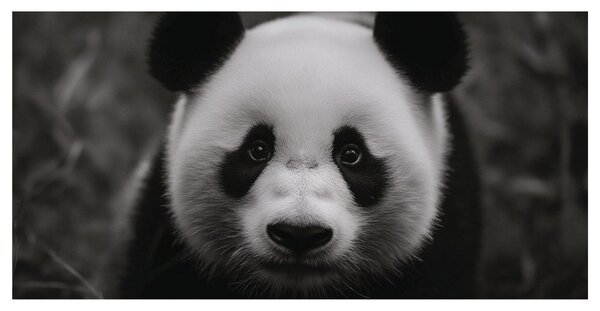 Obraz černobílá panda s úsměvem