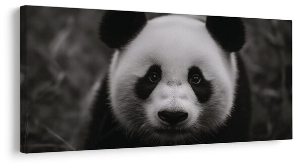 Obraz černobílá panda s úsměvem