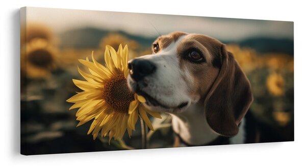 Obraz beagle se slunečnicí