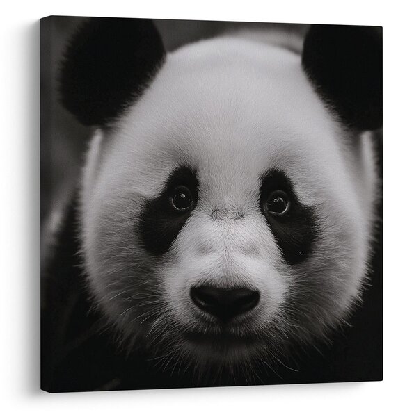 Obraz panda na černém pozadí