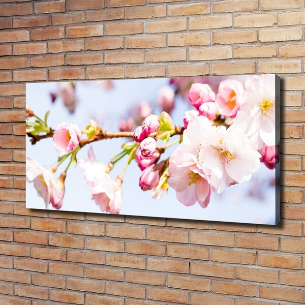 Moderní obraz canvas na rámu Květy višně oc-81280422