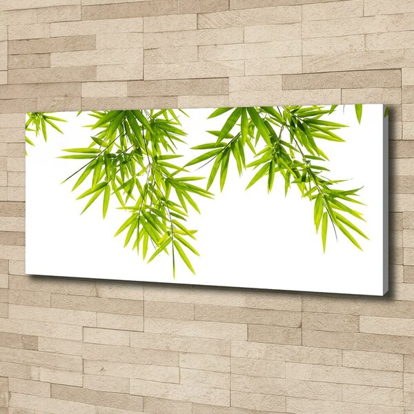 Foto obraz na plátně Listí bambusu oc-81471407