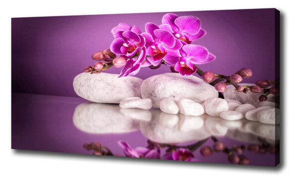 Foto obraz canvas Růžová orchidej oc-82457632