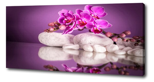 Foto obraz canvas Růžová orchidej oc-82457632