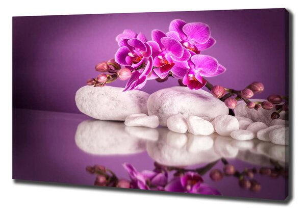 Foto obraz canvas Růžová orchidej oc-82457632
