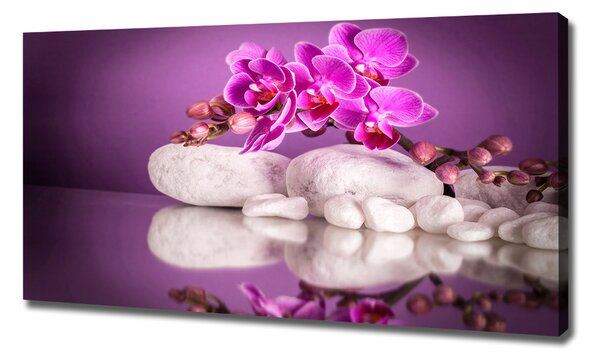 Foto obraz canvas Růžová orchidej oc-82457632