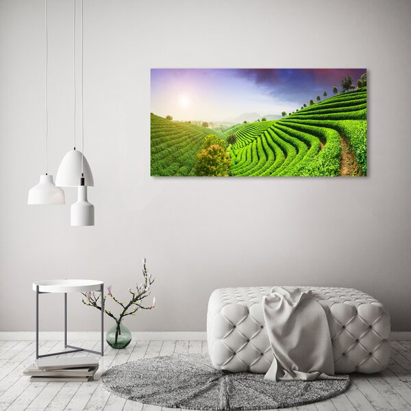 Foto obraz na plátně Čajová plantáž oc-83004057