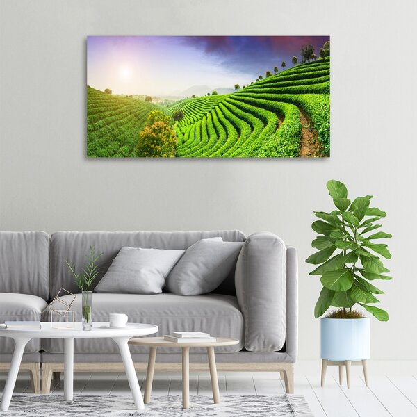 Foto obraz na plátně Čajová plantáž oc-83004057