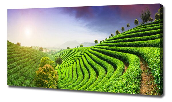 Foto obraz na plátně Čajová plantáž oc-83004057