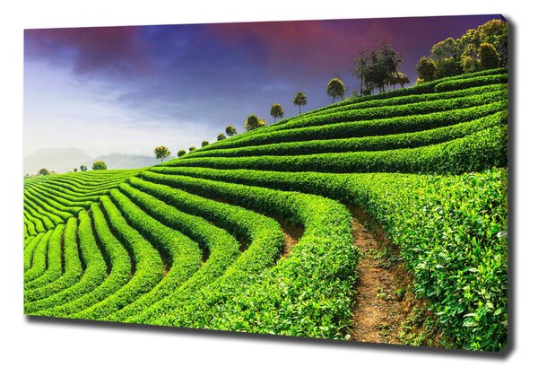 Foto obraz na plátně Čajová plantáž oc-83004057