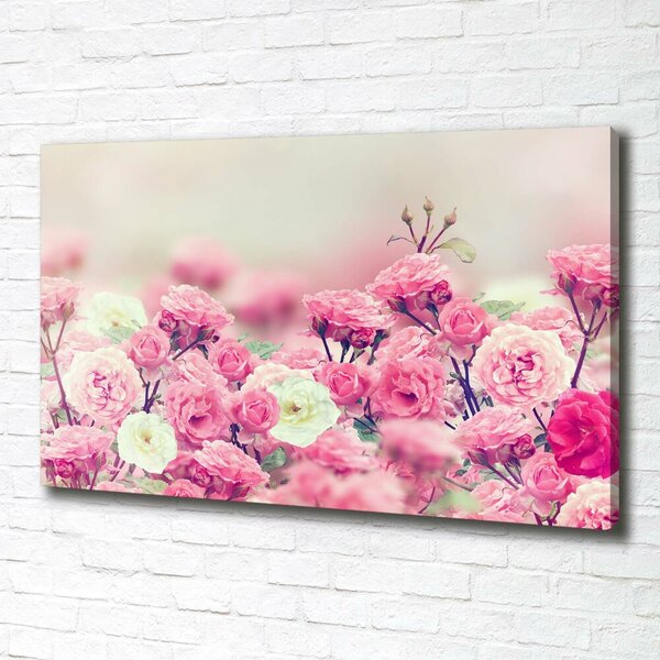 Moderní fotoobraz canvas na rámu Květy divoké růže oc-84071229