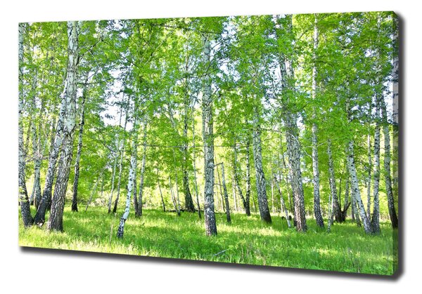 Moderní obraz canvas na rámu Břízy oc-84161268