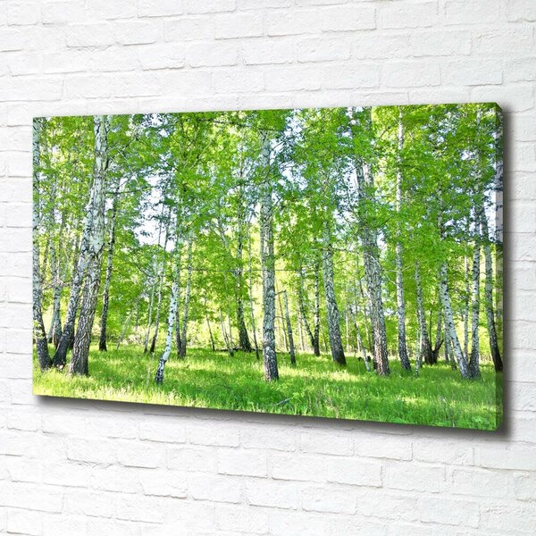 Moderní obraz canvas na rámu Břízy oc-84161268
