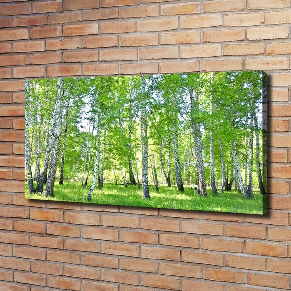 Moderní obraz canvas na rámu Břízy oc-84161268