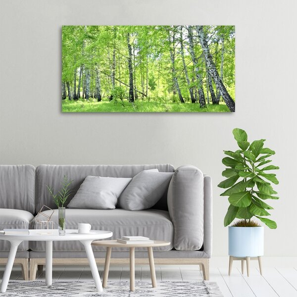 Foto obraz canvas Břízový les oc-84161730