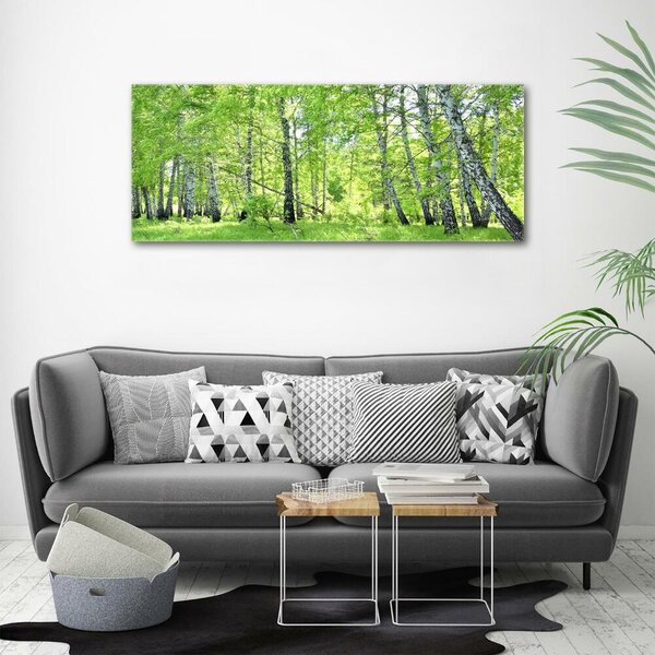 Foto obraz canvas Břízový les oc-84161730