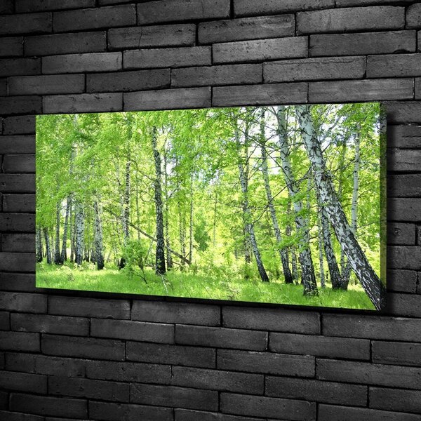 Foto obraz canvas Břízový les oc-84161730