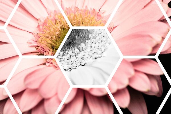 Tapeta gerbera v šestiúhelníku