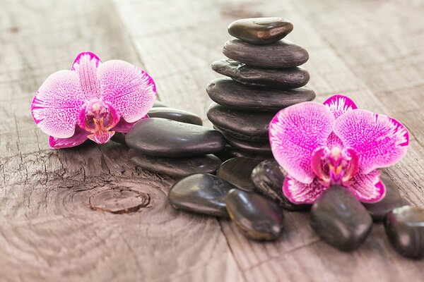 Fototapeta orchidej a Zen kameny na dřevě