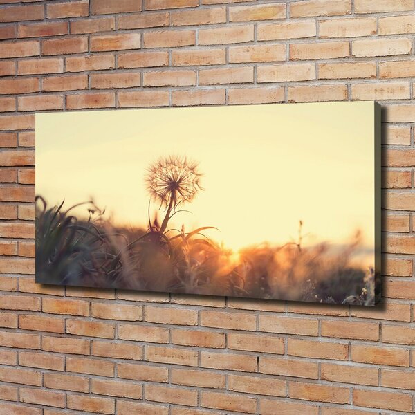 Moderní obraz canvas na rámu Pampeliška oc-85195523