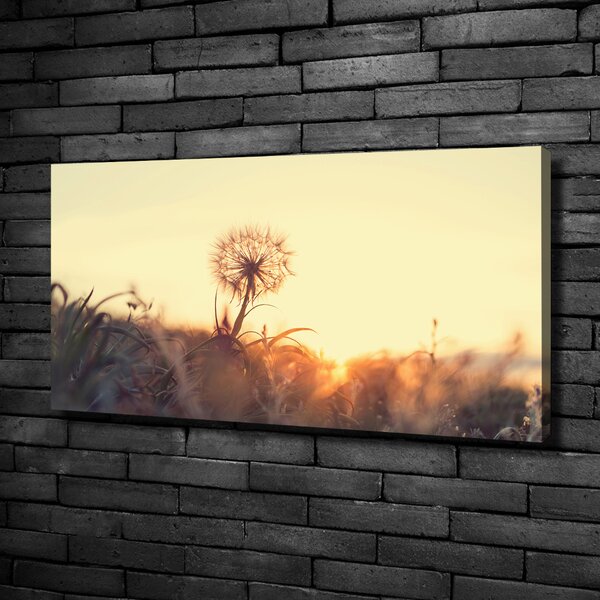 Moderní obraz canvas na rámu Pampeliška oc-85195523