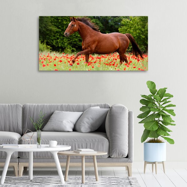 Fotoobraz fotografie na plátně Kůň na poli máků oc-85278470