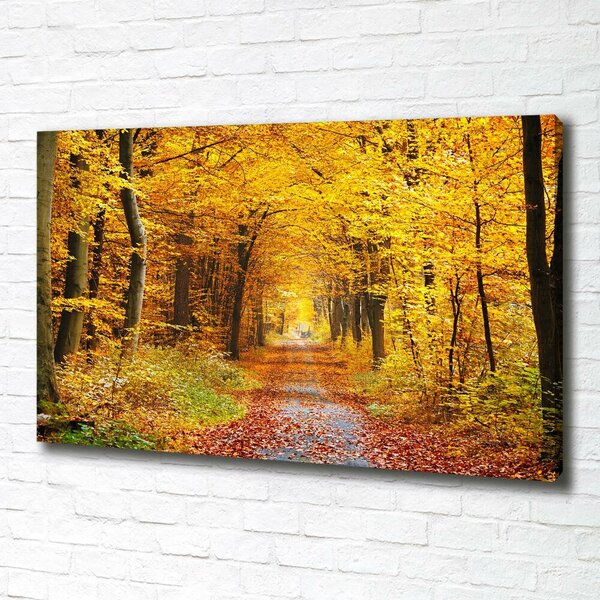Foto obraz na plátně Podzimní les oc-86844242