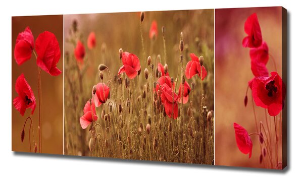Foto obraz na plátně do obýváku Máky triptych oc-87059818