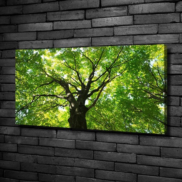 Moderní obraz canvas na rámu Zelený les oc-86959394