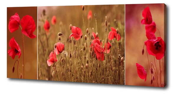 Foto obraz na plátně do obýváku Máky triptych oc-87059818
